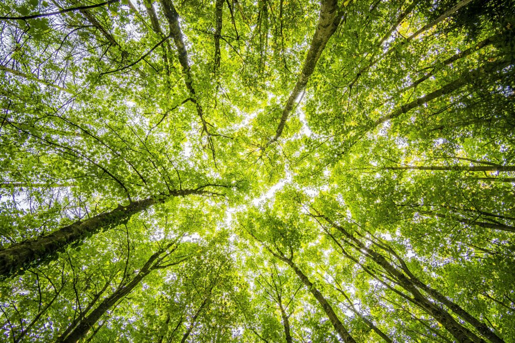 Trauma Informed Counselling Vancouver: Support for Recovery and Growth