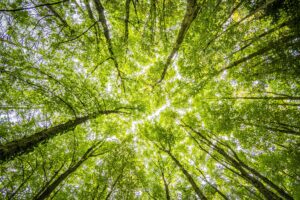Trauma Informed Counselling Vancouver: Support for Recovery and Growth